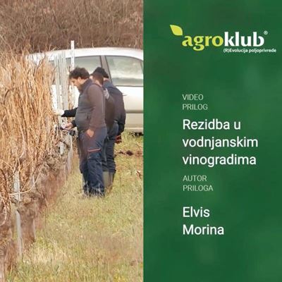 VIDEO PRILOG: REZIDBA U VODNJANSKIM VINOGRADIMA